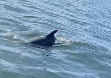 Dolphin Video